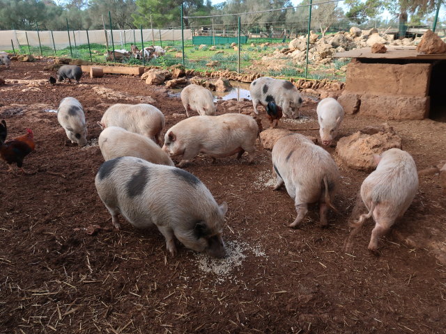 Fresopolis Mallorca (23. Nov.)