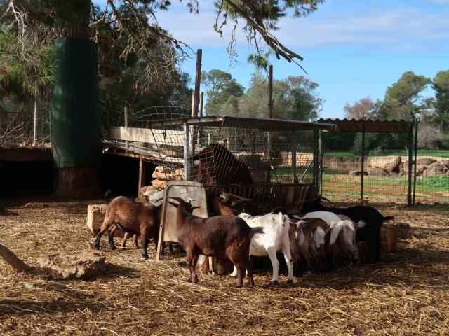 Fresopolis Mallorca (23. Nov.)