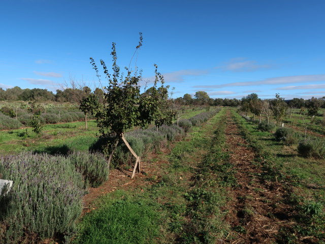 Fresopolis Mallorca (23. Nov.)