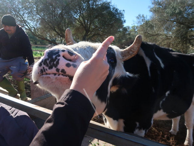 Fresopolis Mallorca (23. Nov.)