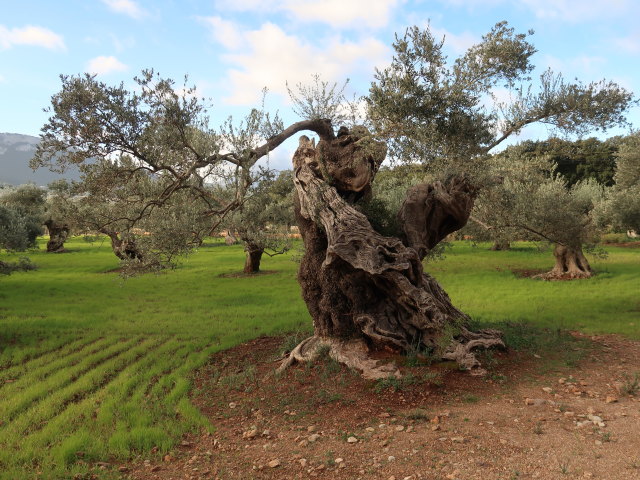 Finca Son Moragues (24. Nov.)