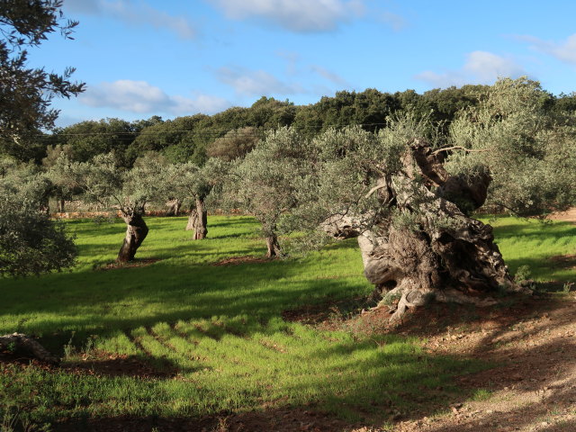 Finca Son Moragues (24. Nov.)