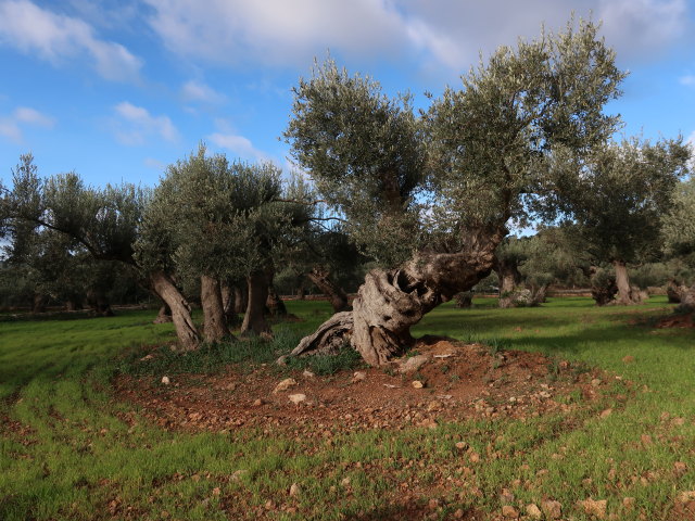 Finca Son Moragues (24. Nov.)