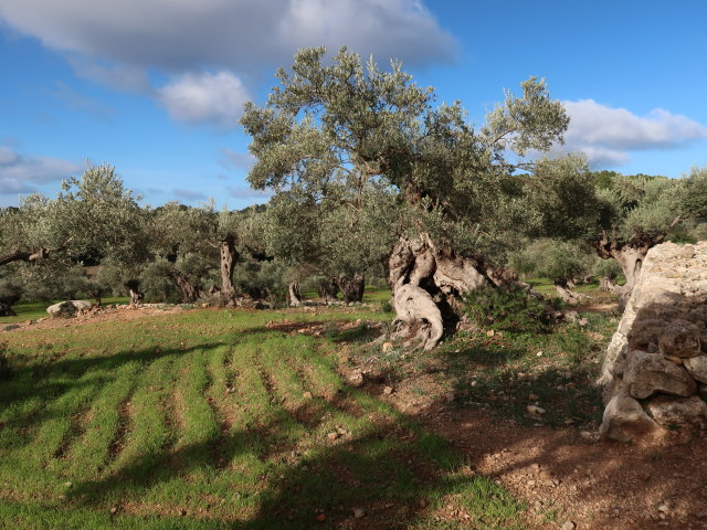 Finca Son Moragues (24. Nov.)