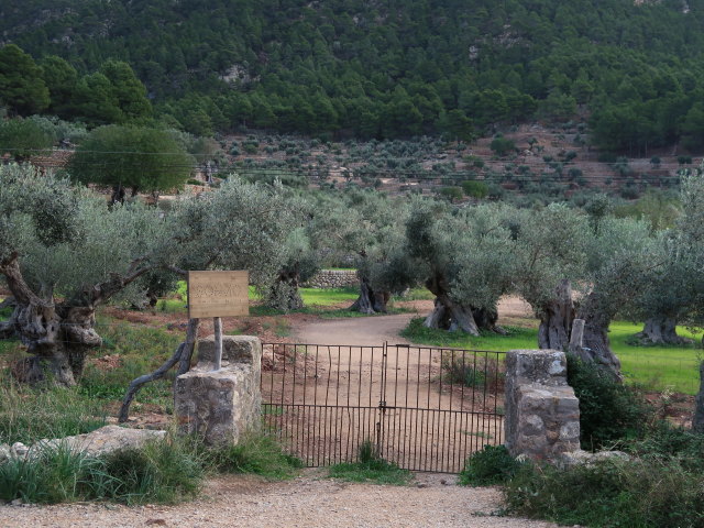 Finca Son Moragues (24. Nov.)