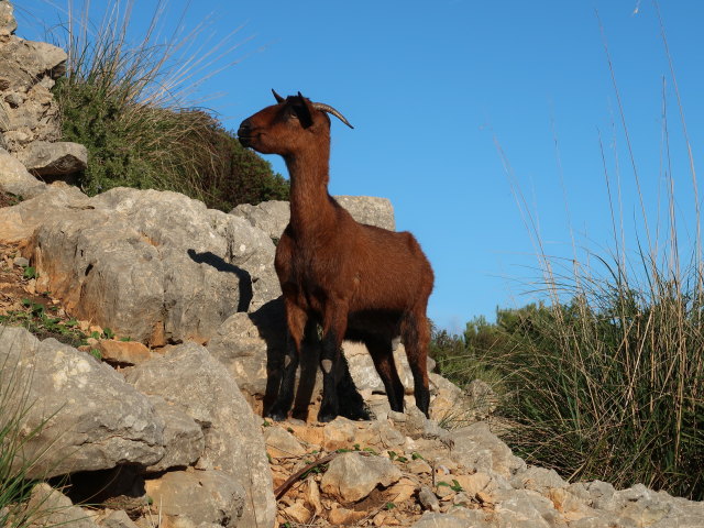 beim Mirador es Colomer (28. Nov.)