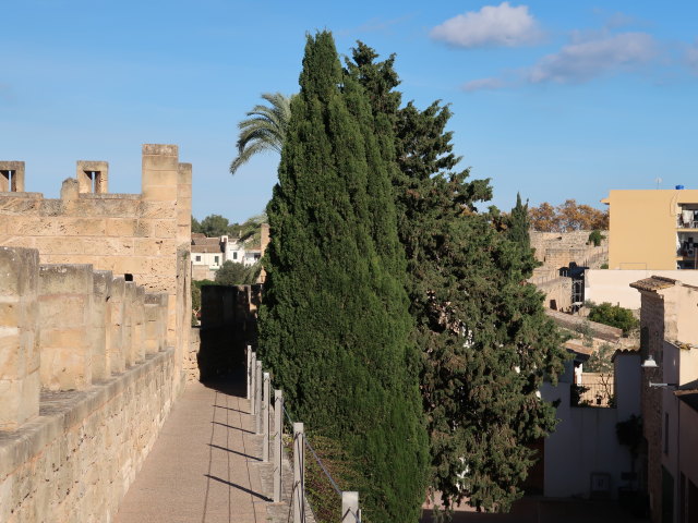 Murades d'Alc&uacute;dia (29. Nov.)