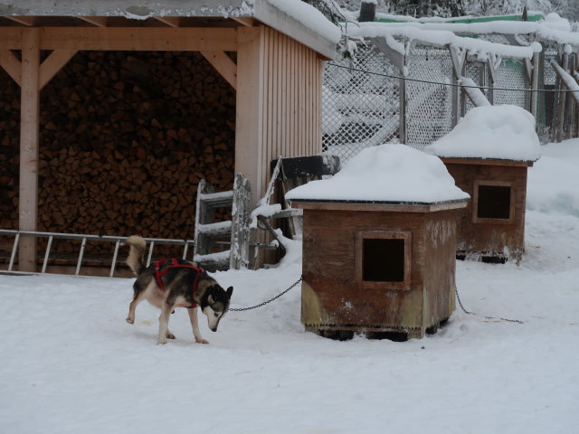 Basis von Arctic Dogsled Adventure in Laxforsen (20. Feb.)