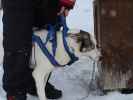 Basis von Arctic Dogsled Adventure in Laxforsen (20. Feb.)