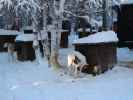 Wildniscamp von Arctic Dogsled Adventure beim V&auml;kk&auml;r&auml;j&auml;rvi (21. Feb.)