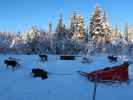 zwischen Sautusj&auml;rvi und V&auml;kk&auml;r&auml;j&auml;rvi (21. Feb.)
