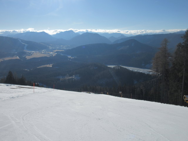 Birkihang