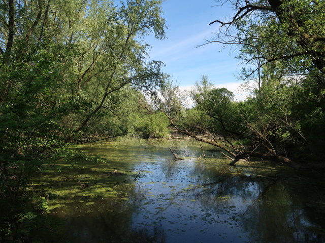 zwischen Mannersdorf und Ruprechtshofen (8. Mai)