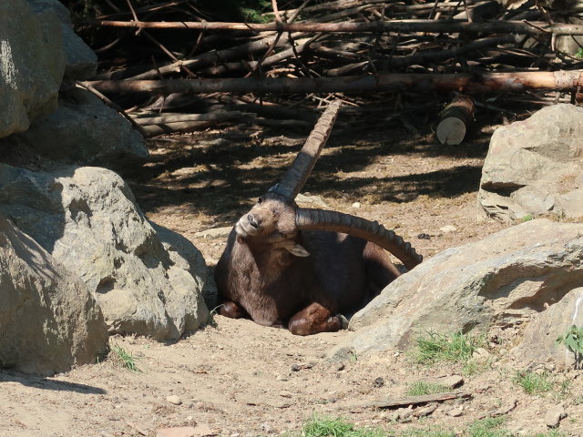 Wildpark Hochrie&szlig; (9. Mai)