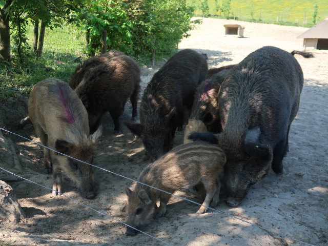 Wildpark Hochrie&szlig; (9. Mai)