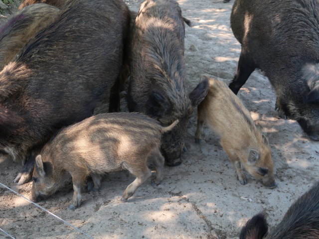 Wildpark Hochrie&szlig; (9. Mai)