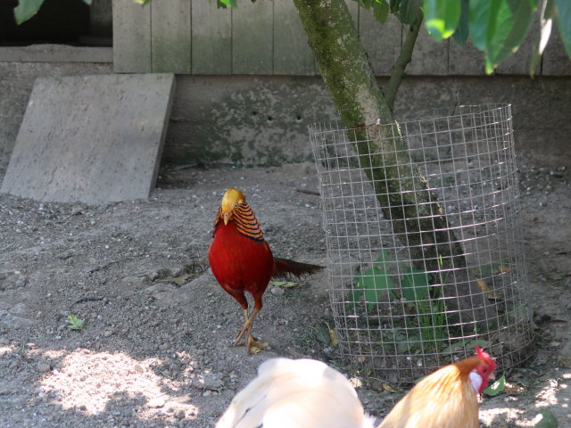 Wildpark Hochrie&szlig; (9. Mai)