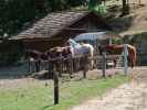 Wildpark Hochrie&szlig; (9. Mai)