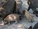 Wildpark Hochrie&szlig; (9. Mai)