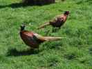 Wildpark Hochrie&szlig; (9. Mai)