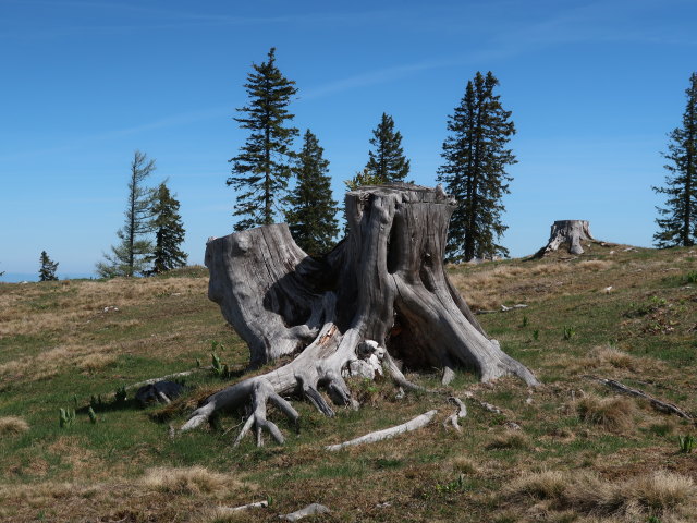 Wiesenalm