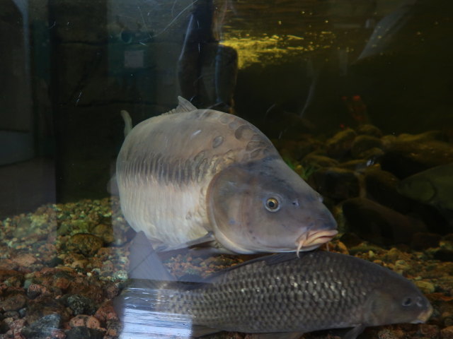 Maretarium in Kotka (22. Mai)