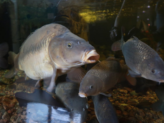 Maretarium in Kotka (22. Mai)
