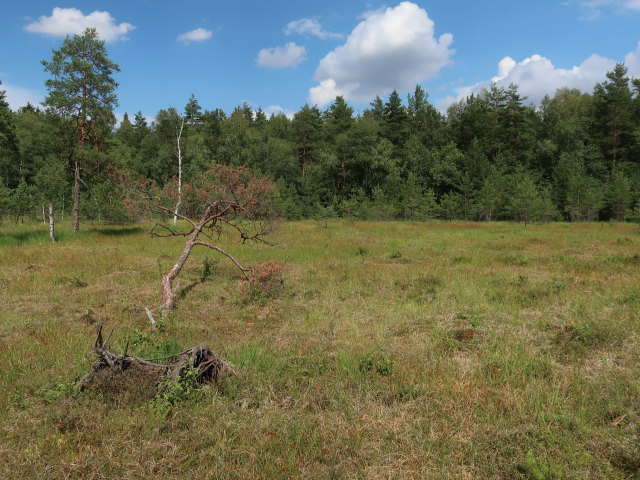 Naturpark Heidenreichsteiner Moor (18. Juli)