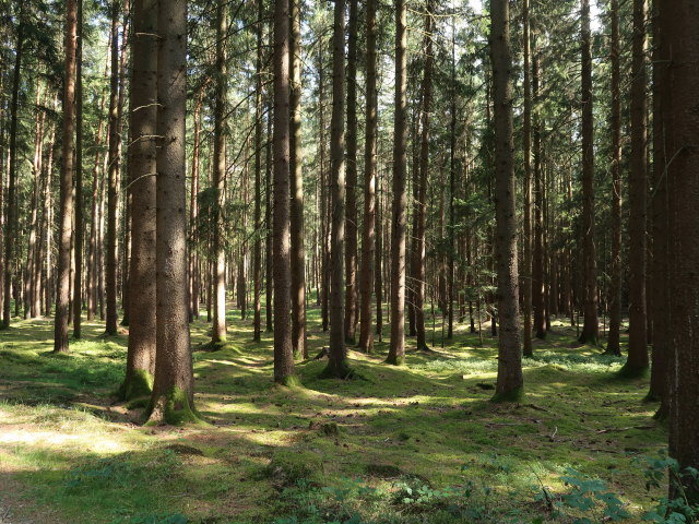 Naturpark Heidenreichsteiner Moor (18. Juli)