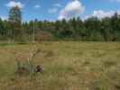 Naturpark Heidenreichsteiner Moor (18. Juli)