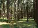 Naturpark Heidenreichsteiner Moor (18. Juli)