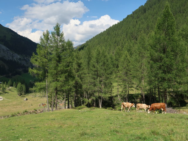 zwischen Marchental und Alfenalm (29. Juli)